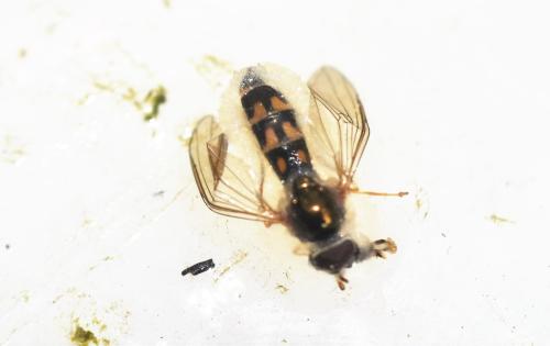 Réf. 344 191 : Melanostoma scalare